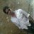 anshul